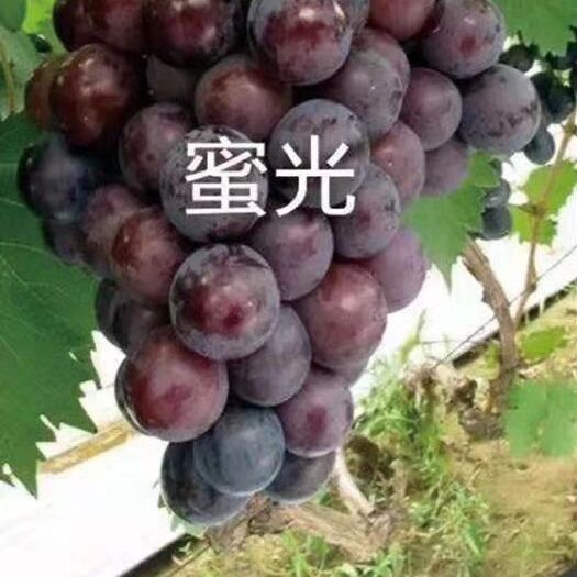 兴城市藤稔葡萄苗