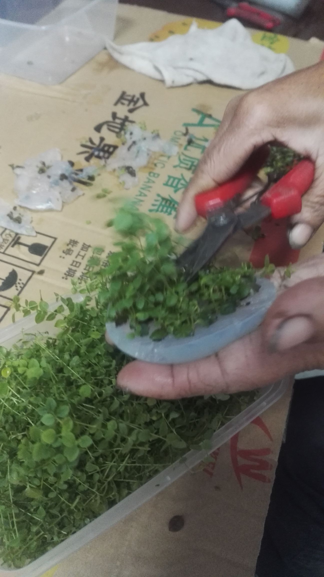 奥尼尔蓝莓苗