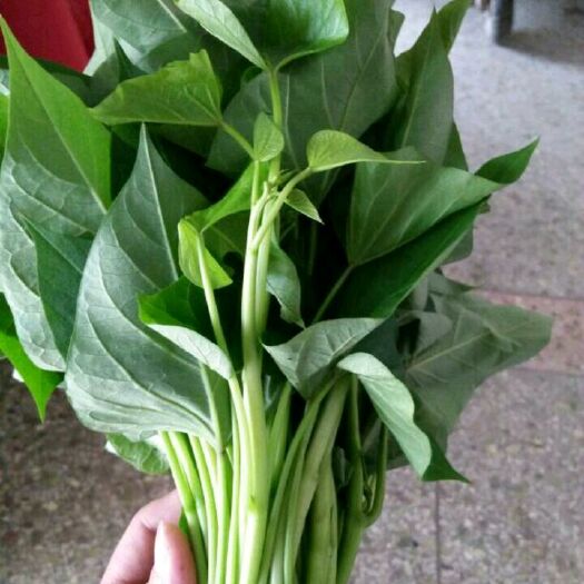 广州紫薯叶 