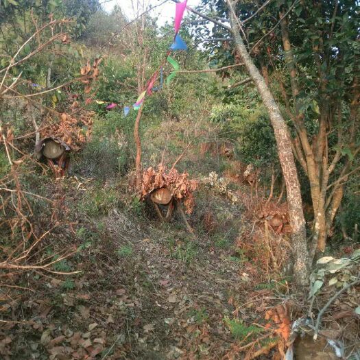 耿马县百花蜜 塑料瓶装 2年 98%