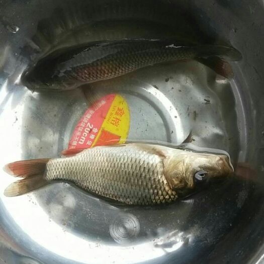 重庆市鲤鱼苗