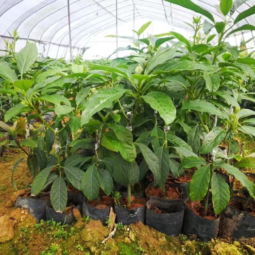 灵山县牛油果苗 种子苗嫁接苗