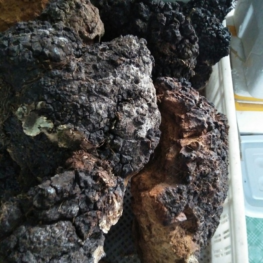 漠河市白桦茸 整块 袋装