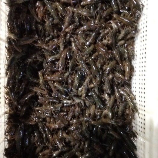 监利市小龙虾苗