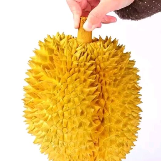 灵山县金枕榴莲苗