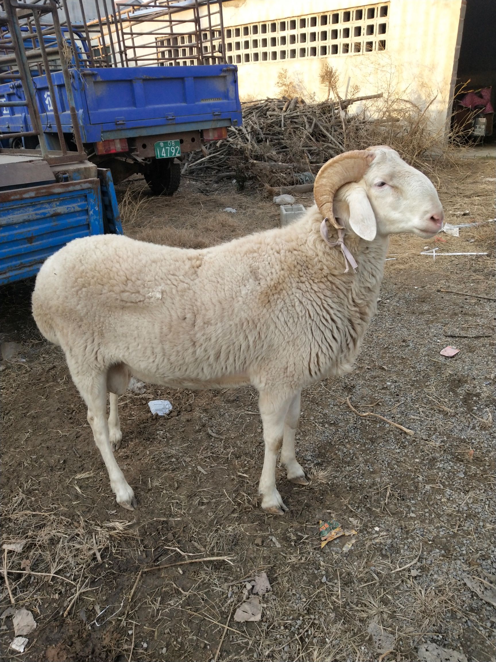 小尾寒羊 80-110斤