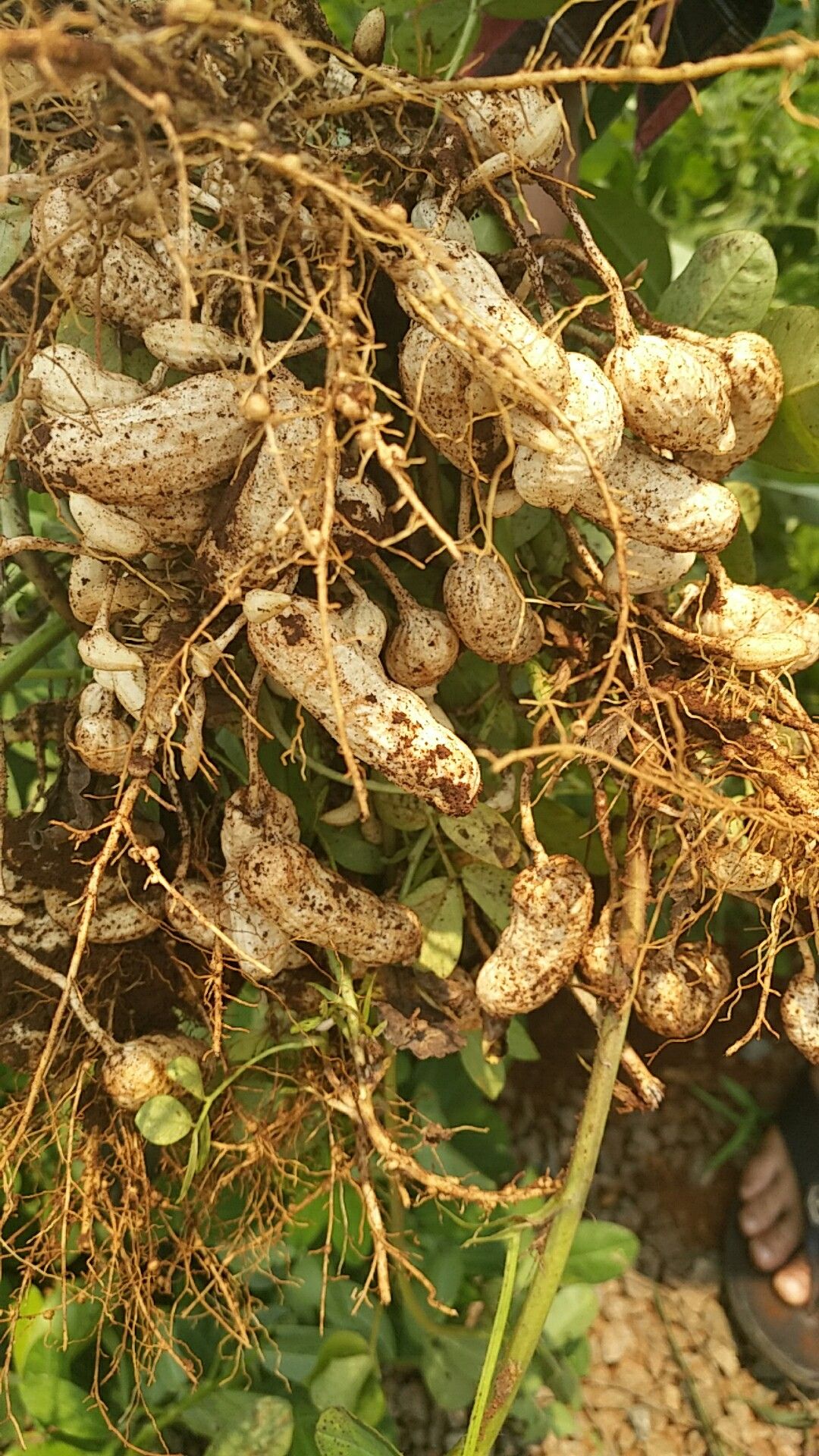 鮮花生 ，女人的美容院！