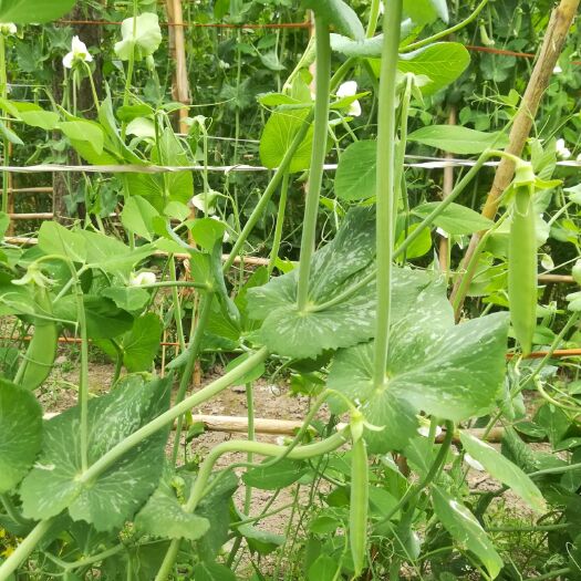 如皋市甜脆豌豆 5-7cm