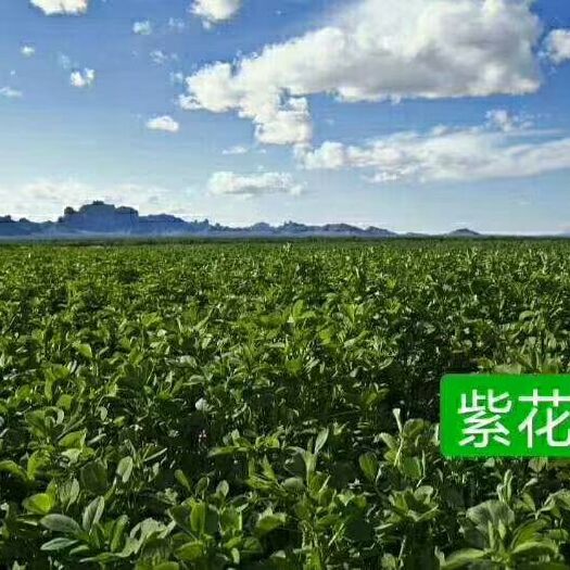 济南菊苣种子