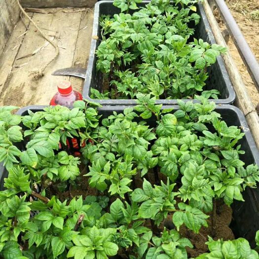 南宁吴茱萸 正宗包纯广西中花苗