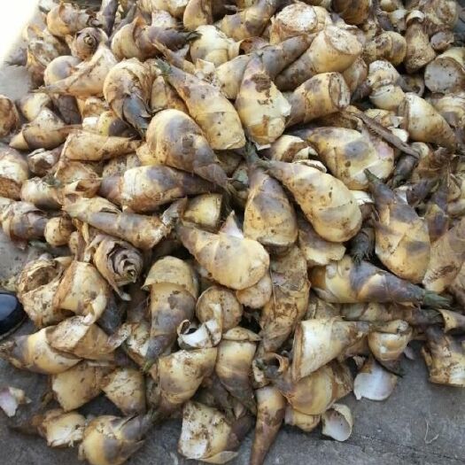漳浦县 福建漳州马蹄笋新鲜绿竹笋鲜笋大笋精品笋一级笋甜笋