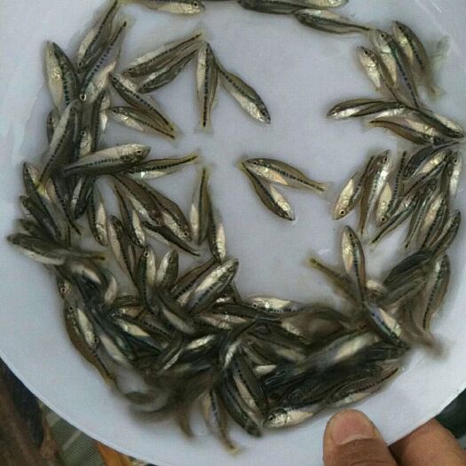 四会市加州鲈鱼苗 