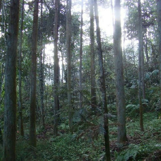 三江县杉木