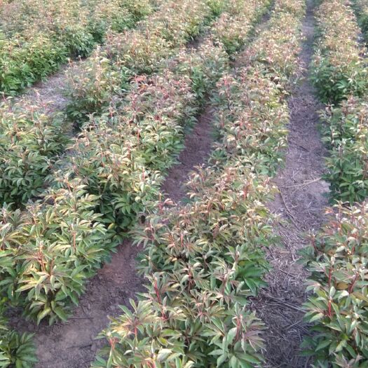 东阿县白芍