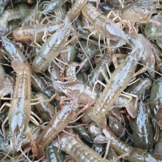 潜江市清水小龙虾 4-6钱 稻田虾