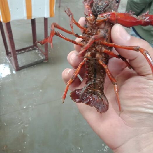 潜江市清水小龙虾 456 稻田虾
