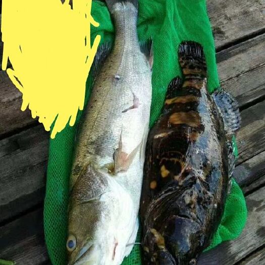 深圳海胆 180海石斑100，130