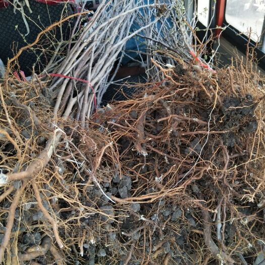 突泉县123苹果树苗 大量出售各种树苗
