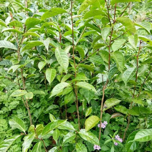 会同县大果红花油茶
