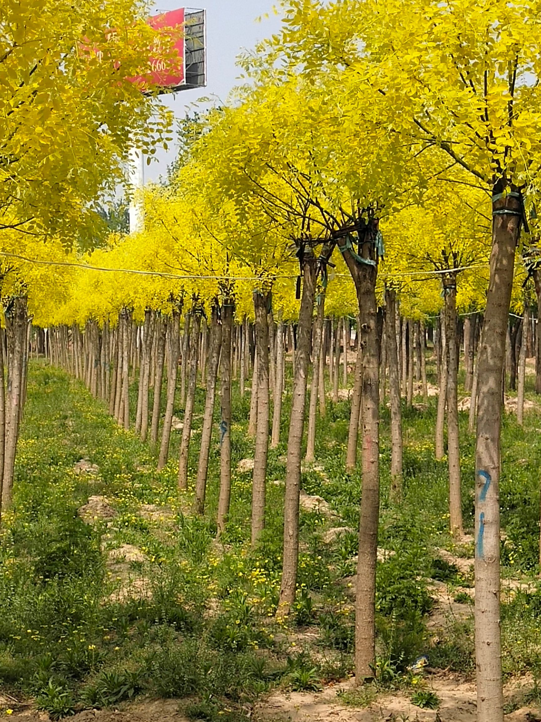 金叶（枝）槐