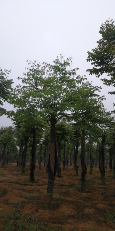 栾树