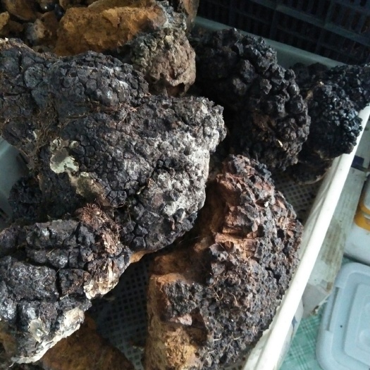 漠河市白桦茸 整块 袋装