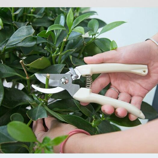 園林剪刀不銹鋼樹枝修枝剪 摘水果花木剪采摘剪剪花枝農(nóng)用工具