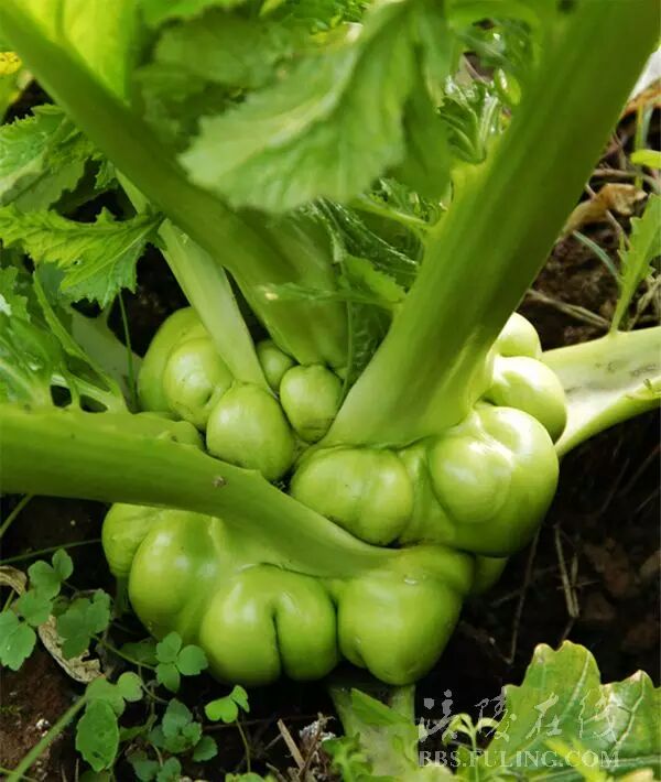 涪陵榨菜方便榨菜红油榨菜50g装