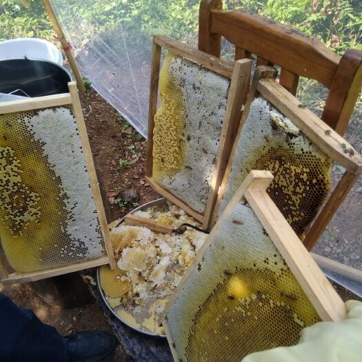 惠东县百花蜜 塑料瓶装 2年以上 95%以上