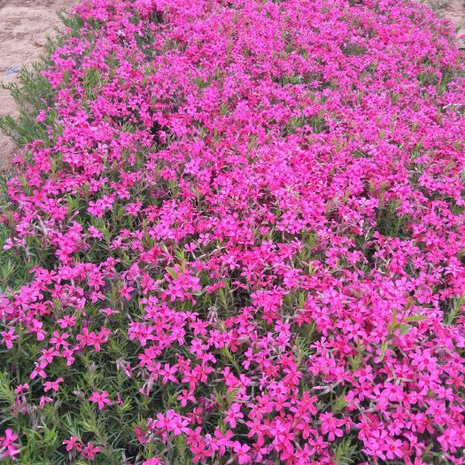 青州市芝樱