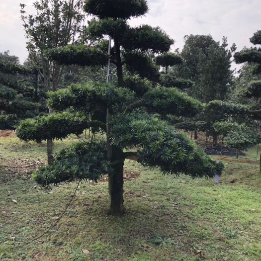 九江罗汉松造型优美，价格合理，一手货源，交通方便，手续齐全。