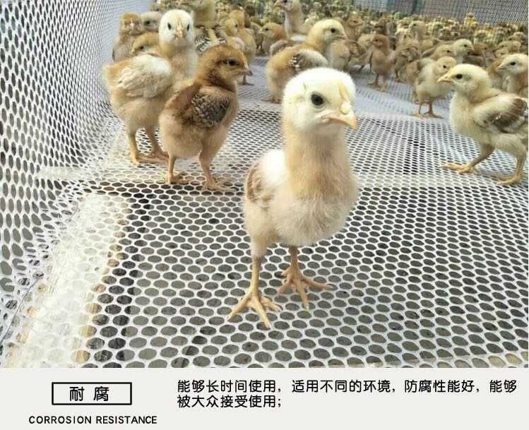 安平县漏粪板 厂家直销养鸡鸭鹅网 漏粪网 育雏网塑料养殖网 全新纯