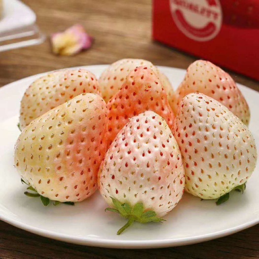 泰安随珠草莓苗 10~20公分 地栽苗