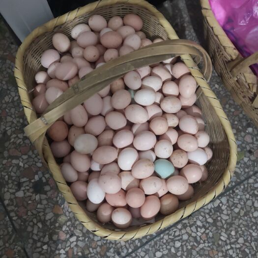 耒阳市湘黄土鸡蛋 食用 箱装