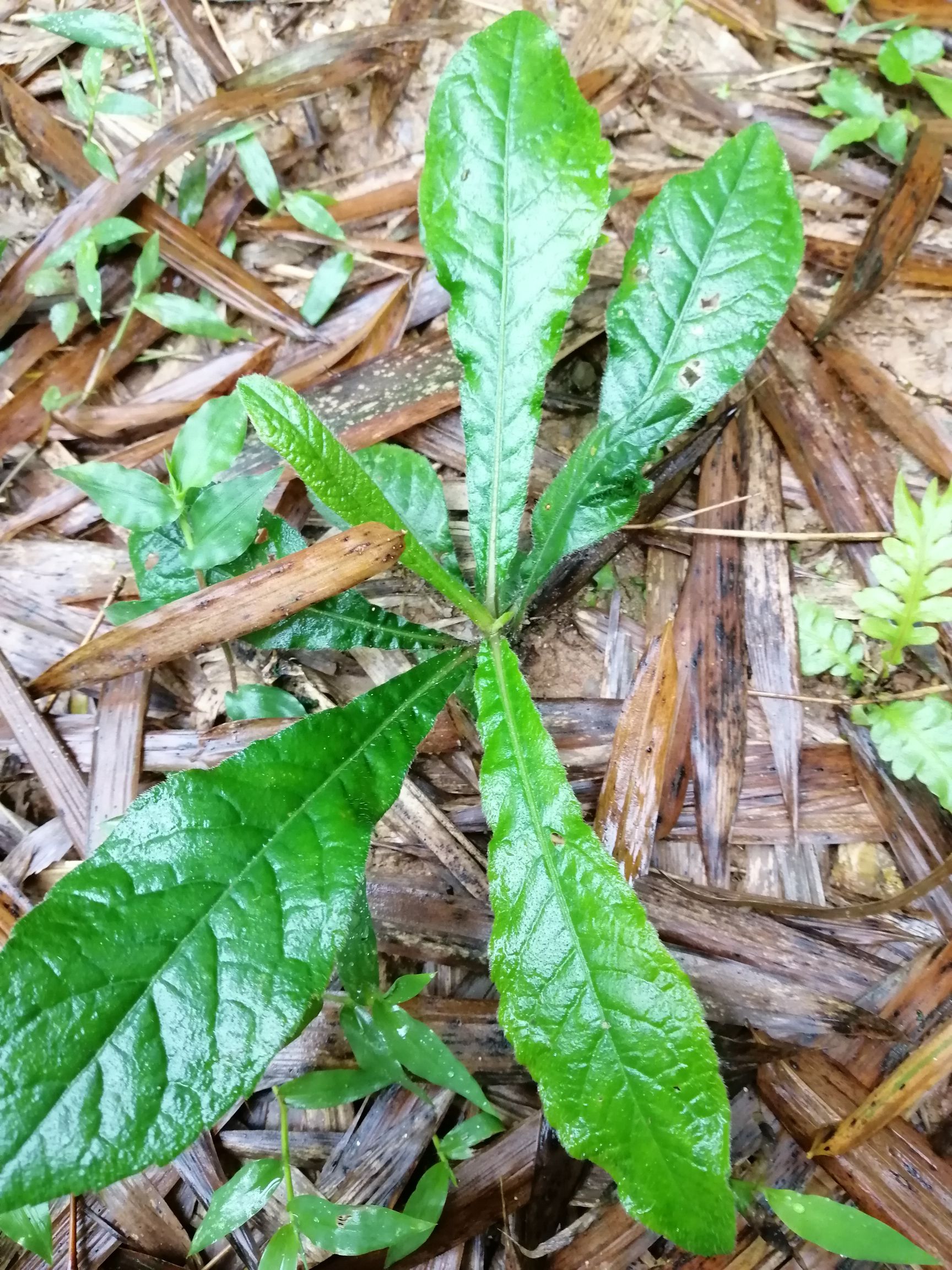 地胆草