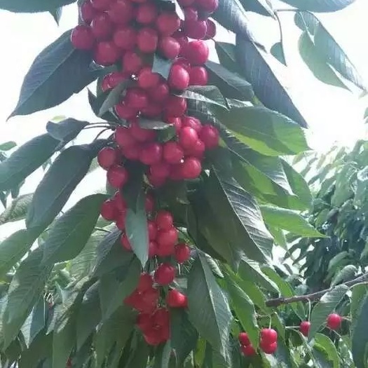 泰安布鲁克斯樱桃树苗 吉塞拉矮化根系，早产丰产，抗病能力强，品种纯正，免费提供技术