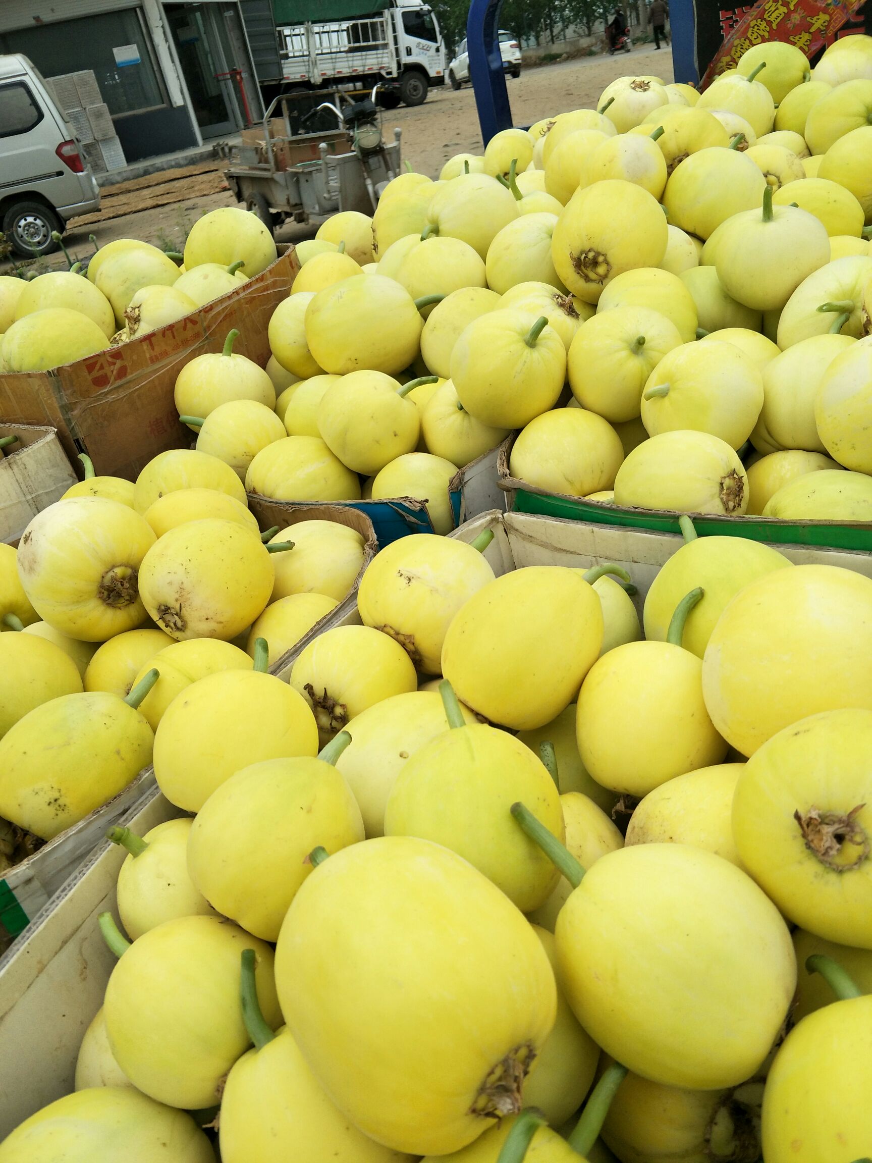 星甜20甜瓜 0.5斤以上