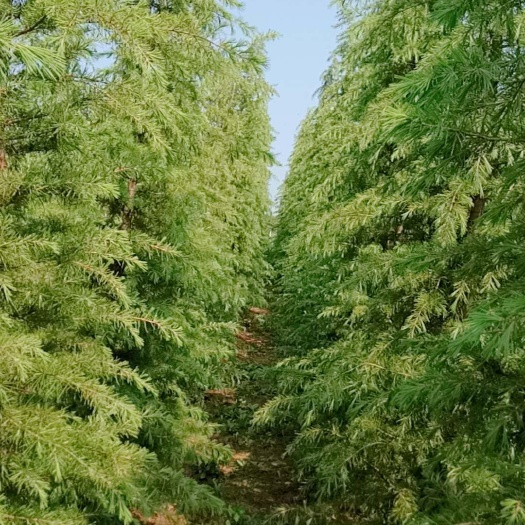 汝南县普通雪松  大量出售各种规格