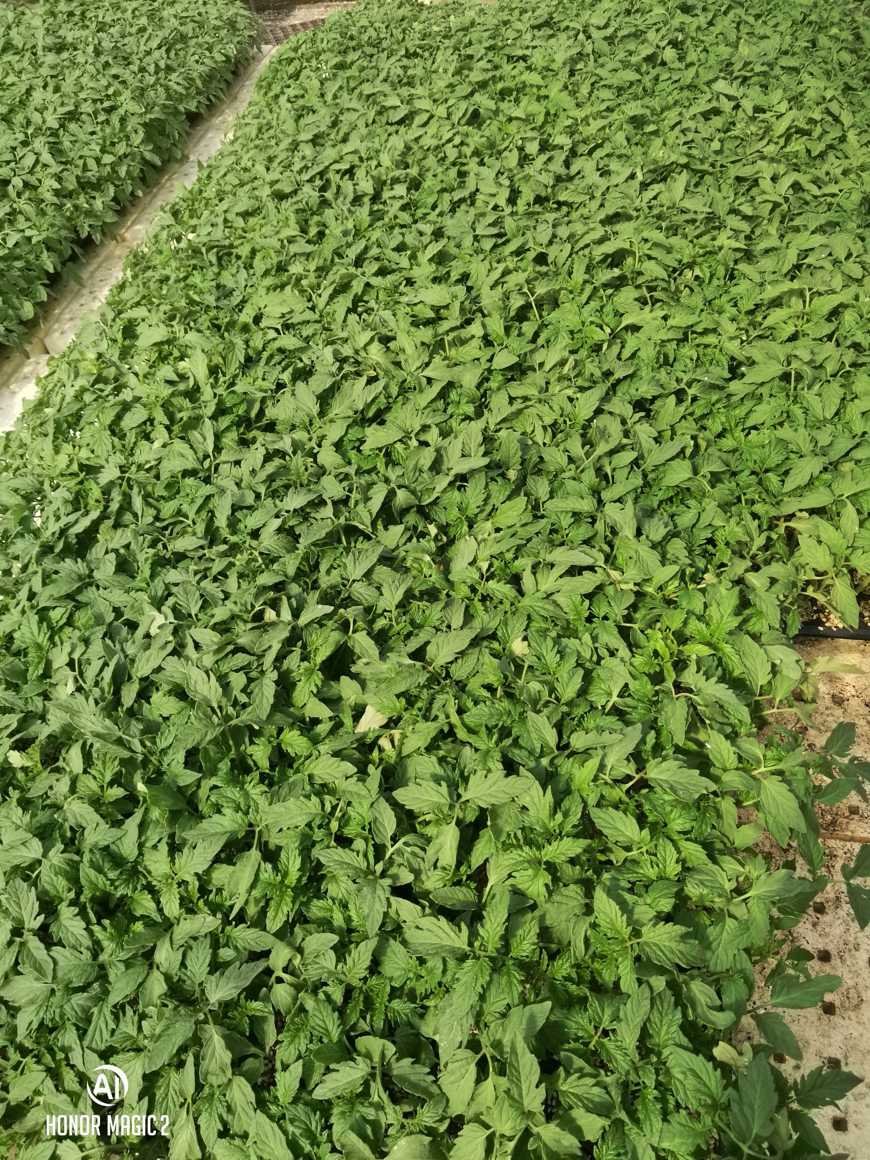 供应大厅  种子种苗  西红柿苗