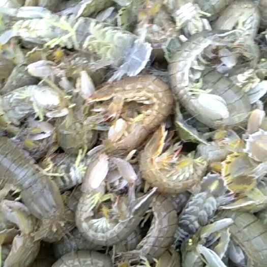 绥中县虾爬子