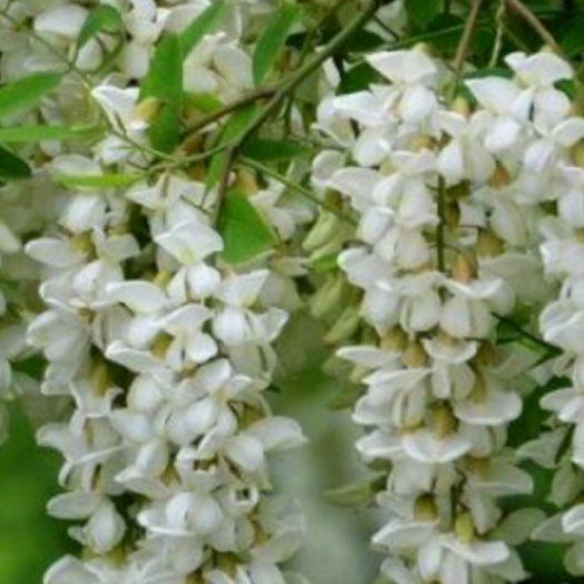 朝阳县槐花