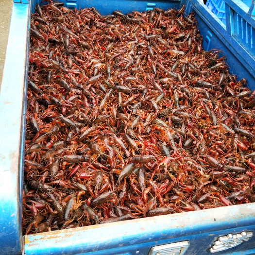 资阳中国小龙虾 4-6钱 塘虾
