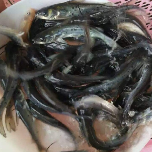 清远 3-4公分美味鮰鱼苗 效益好 斑点叉尾鮰鱼苗新苗上市