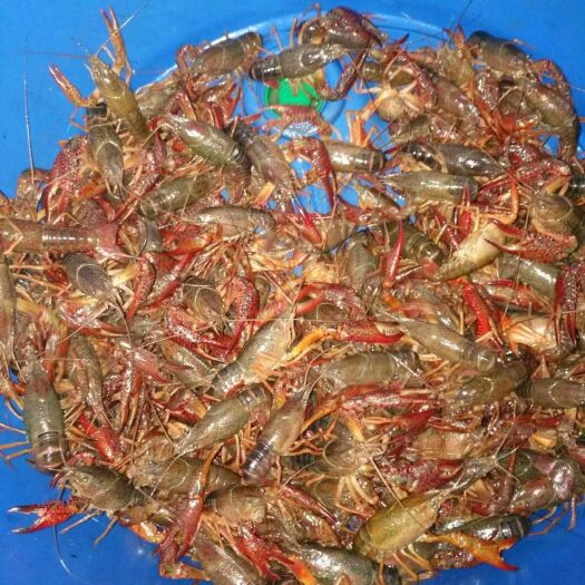 重庆市青壳小龙虾 7-9钱 塘虾