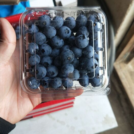 庄河市 蓝丰北陆蓝莓 鲜果14mm 好吃杠杠的