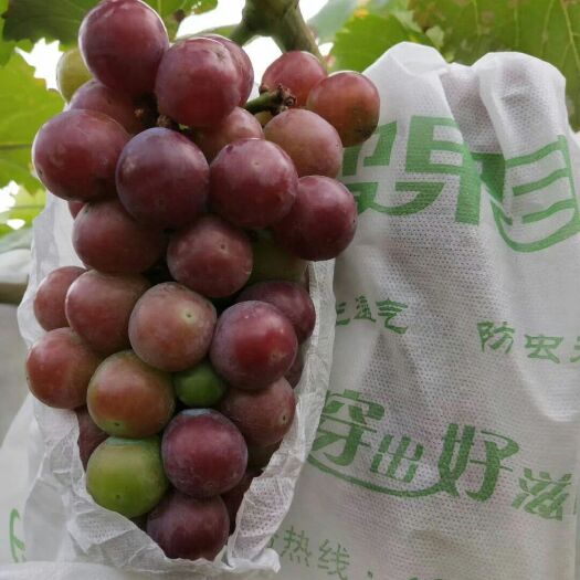 东莞市葡萄套袋 无纺布袋