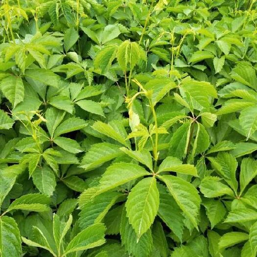 甘谷县爬山虎 1~2公分 1~1.5米