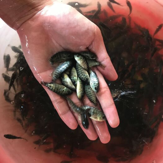清远 新一代吉富鱼苗  罗非鱼苗批发 四大家鱼苗养殖场直供