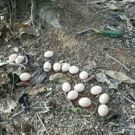 东兰县初生蛋  食用 箱装 初产蛋