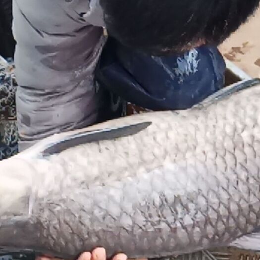 武平县淡水青鱼 25-35斤，人工养殖